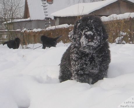Фото: ньюфаундленд Bjornebandens Nancy Wilson