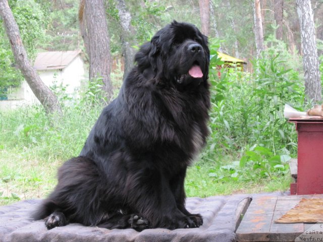 Фото: ньюфаундленд Feliciya (Фелиция)