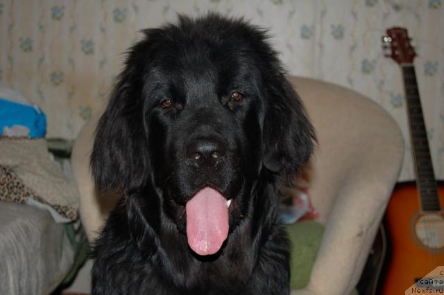 Фото: ньюфаундленд Ryicar' Blagorodnyiy ot Marleon Dusvik (Рыцарь Благородный от Марлеон Дусвик)