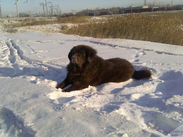 Фото: ньюфаундленд Balu Braun (Балу Браун)