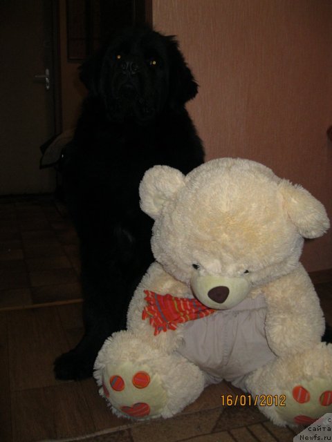 Фото: ньюфаундленд Sent Djons CHelenjer (Сент Джонс Челенжер)