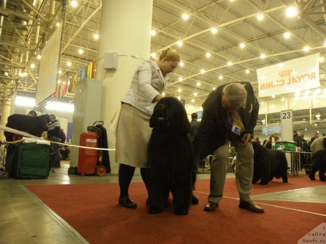 Фото: ньюфаундленд Just For My Heart Midnight Bear