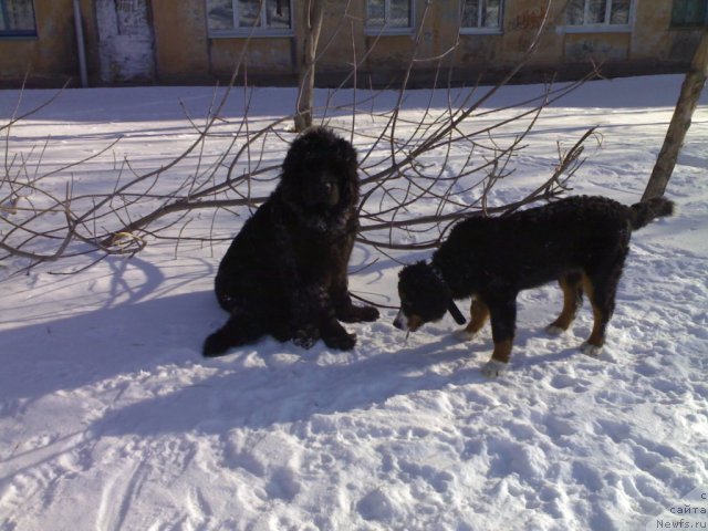 Фото: ньюфаундленд CHernyiy SHarm Boston (Черный Шарм Бостон)