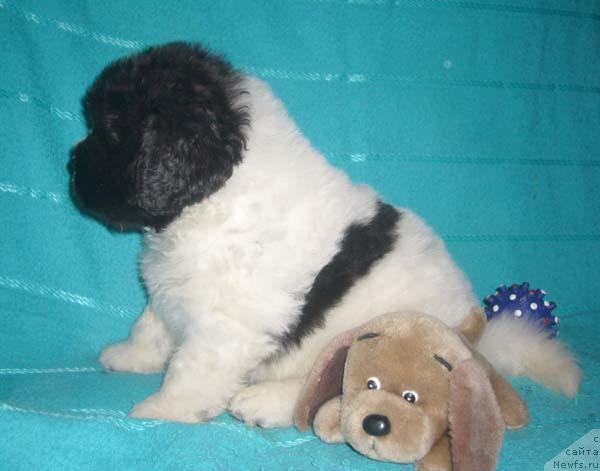 Фото: ньюфаундленд Super Bizon Baton (Супер Бизон Батон)