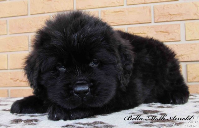 Фотография № 85609