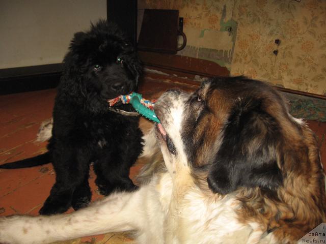 Фото: ньюфаундленд Zhasmine Severny Caprice iz Medvejyego Yara (Жасмин Северный Каприз из Медвежьего Яра)