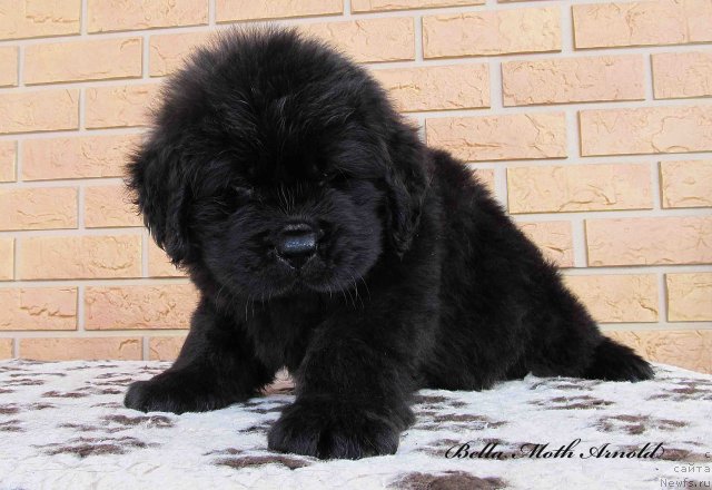 Фото: ньюфаундленд Byella Moss Arnol'd (Бэлла Мосс Арнольд)