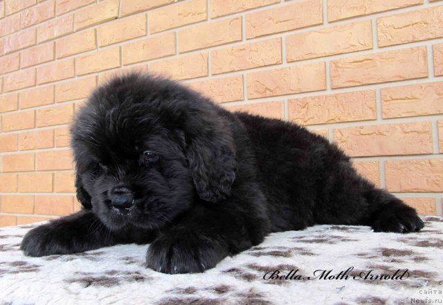 Фото: ньюфаундленд Byella Moss Arnol'd (Бэлла Мосс Арнольд)