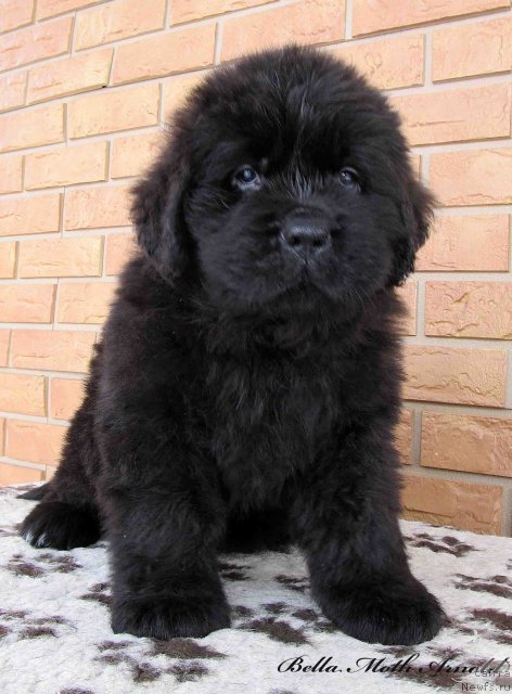 Фото: ньюфаундленд Byella Moss Arnol'd (Бэлла Мосс Арнольд)