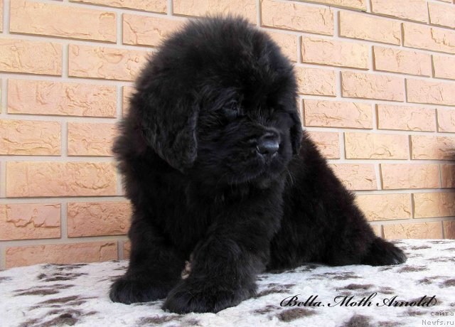 Фото: ньюфаундленд Byella Moss Arnol'd (Бэлла Мосс Арнольд)