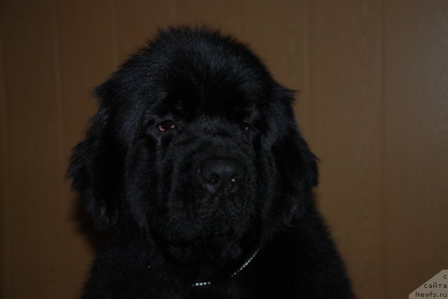 Фото: ньюфаундленд Aquatoriya Kelvin Only Love (Акватория Келвин Онли Лав)