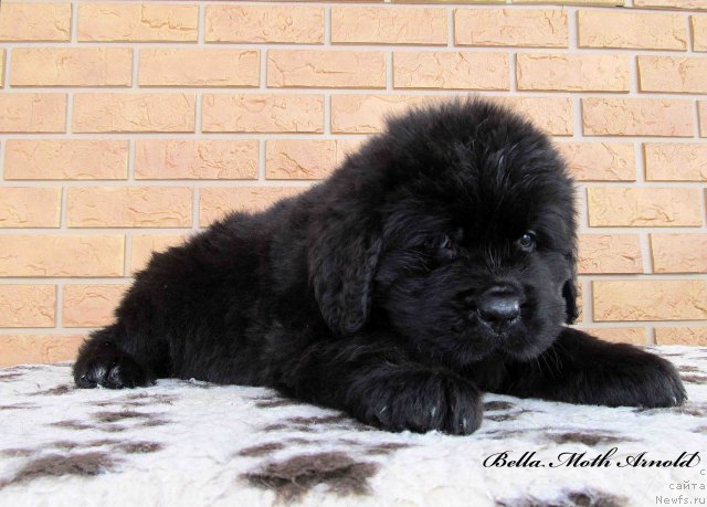 Фотография № 85616