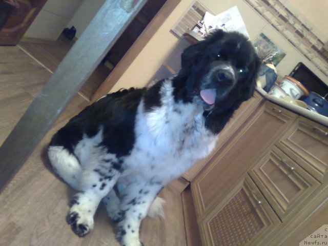 Фото: Aleksandra Karzenkova (Александра Карзенкова), ньюфаундленд Blyek Diamond Agidel' ot Potapa Teodorro (Блэк Диамонд Агидель от Потапа Теодорро)