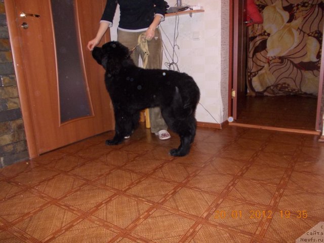 Фото: ньюфаундленд Klaus Blyek (Клаус Блэк)