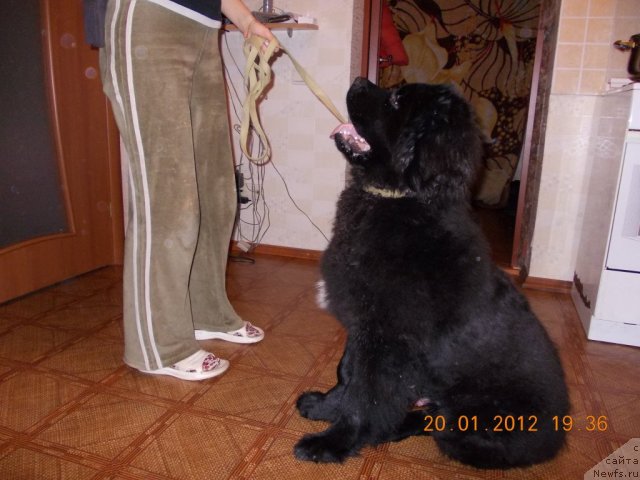 Фото: ньюфаундленд Klaus Blyek (Клаус Блэк)