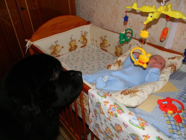 Фото: ньюфаундленд Akvatoriya Kelvin Kuindji (Акватория Келвин Куинджи)