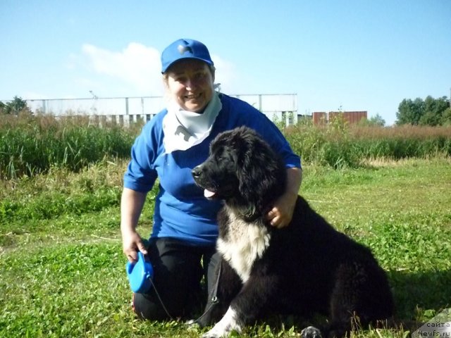 Фото: ньюфаундленд Piternyuf Enigma (Питерньюф Енигма), Nataliya Velikanova (Наталия Великанова)