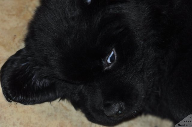 Фото: Aleksey Krasnoperov (Алексей Красноперов)