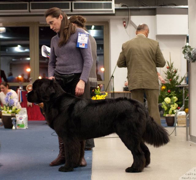 Фото: ньюфаундленд Dar Svezy Unessa Korona Australis (Дар Свезы Юнесса Корона Аустралис), Inga Goncharenko (Инга Гончаренко)