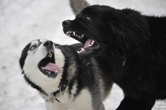 Фото: ньюфаундленд Dar Svezy Unessa Korona Australis (Дар Свезы Юнесса Корона Аустралис), хаски Макс