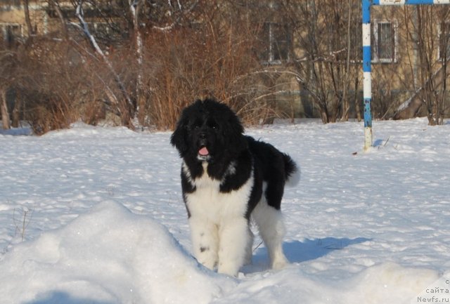 Фотография № 85664