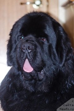 Фото: ньюфаундленд Aquatoriya Kelvin Kilimandzharo (Акватория Келвин Килиманджаро)