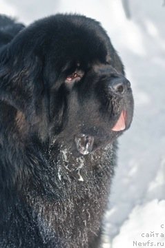 Фото: ньюфаундленд Aquatoriya Kelvin Kilimandzharo (Акватория Келвин Килиманджаро)