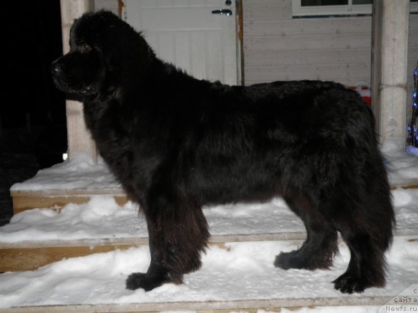 Фото: ньюфаундленд Aarnikarhun I Did It My Way