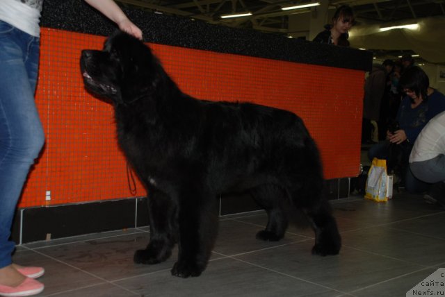 Фото: ньюфаундленд Aquatoriya Kelvin Only Love (Акватория Келвин Онли Лав)