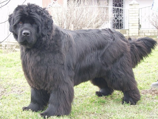 Фото: ньюфаундленд Yunspotid Hay iz Medvejyego Yara (Юнспотид Хай Из Медвежьего Яра)