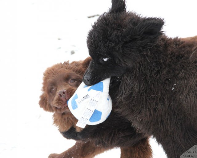 Фотография № 85710