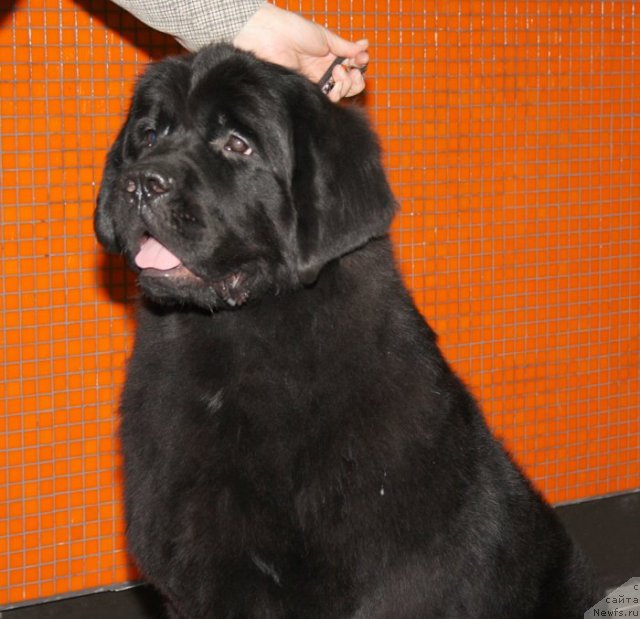 Фото: ньюфаундленд Beguschaya po Volnam Zephirine Drouhin (Бегущая по Волнам Зефирин Друэн)