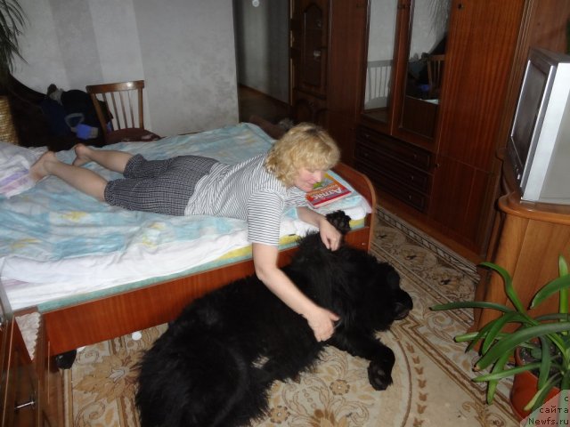 Фото: ньюфаундленд Smigar Dar Bojiy (Смигар Дар Божий)