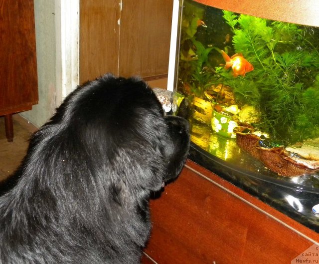 Фото: ньюфаундленд Aquatoriya Kelvin Kadril (Акватория Келвин Кадриль)