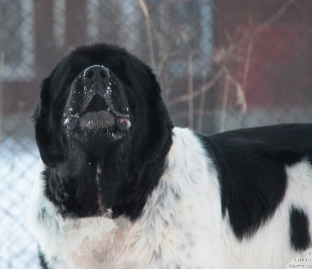 Фото: ньюфаундленд Super Bizon Argo (Супер Бизон Арго)