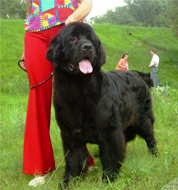 Фото: ньюфаундленд Chinara Bolshoj Malysh (Чинара Большой Малыш)