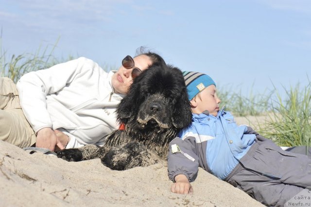 Фото: ньюфаундленд Dar Svezy Unessa Korona Australis (Дар Свезы Юнесса Корона Аустралис), Inga Goncharenko (Инга Гончаренко), Глеб