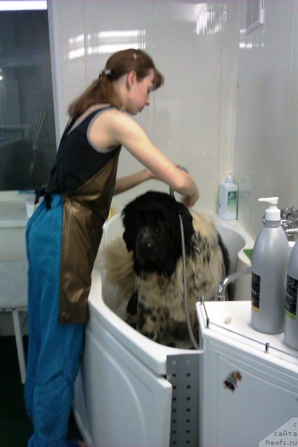 Фото: Anna Knyazeva (Анна Князева), ньюфаундленд Super Bizon Ekaterinburg (Супер Бизон Екатеринбург)