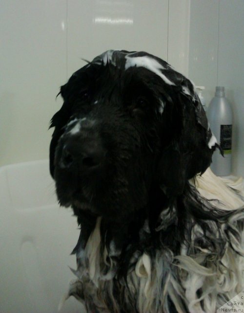 Фото: ньюфаундленд Super Bizon Ekaterinburg (Супер Бизон Екатеринбург)