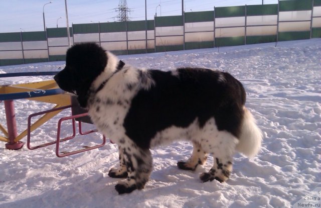 Фото: ньюфаундленд Super Bizon Ekaterinburg (Супер Бизон Екатеринбург)