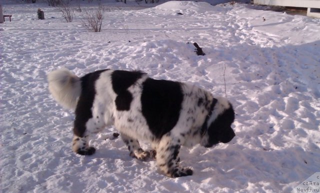 Фото: ньюфаундленд Super Bizon Ekaterinburg (Супер Бизон Екатеринбург)