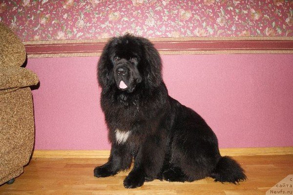 Фотография № 85788