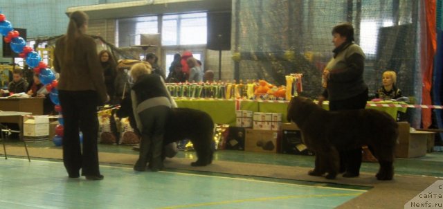 Фото: ньюфаундленд Ih Vyisochestvo Gotika Al'deya (Их Высочество Готика Альдея), ньюфаундленд Obush Shed Yakutia (Обуш Шед Якутия)