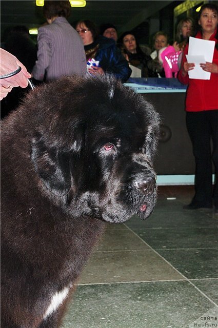 Фотография № 85832