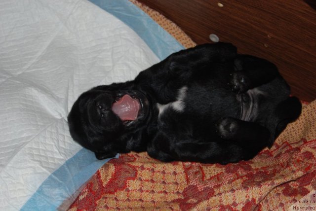 Фото: ньюфаундленд Antey Grand Pobeditel' (Антей Гранд Победитель)