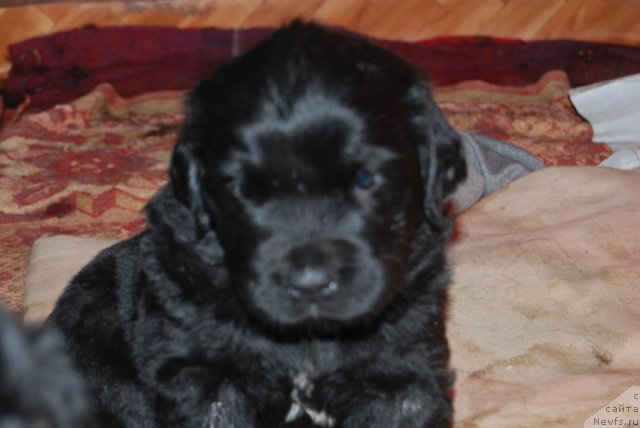 Фото: ньюфаундленд Antey Grand Pobeditel' (Антей Гранд Победитель)