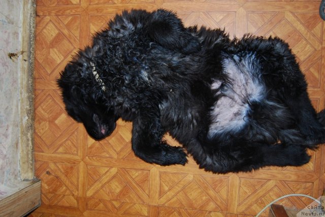 Фото: ньюфаундленд Antey Grand Pobeditel' (Антей Гранд Победитель)