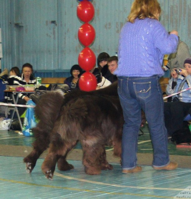 Фото: ньюфаундленд Obush Shed Yakutia (Обуш Шед Якутия), ньюфаундленд Obush SHed YAntarnyiy Poceluy (Обуш Шед Янтарный Поцелуй)