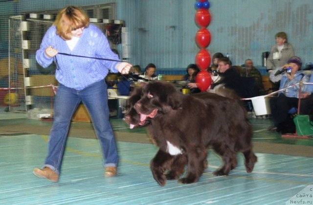 Фото: ньюфаундленд Obush Shed Yakutia (Обуш Шед Якутия), ньюфаундленд Obush SHed YAntarnyiy Poceluy (Обуш Шед Янтарный Поцелуй)