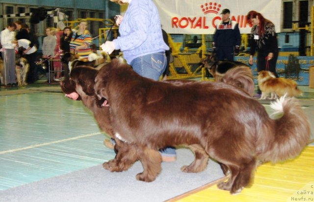 Фото: ньюфаундленд Obush Shed Yakutia (Обуш Шед Якутия), ньюфаундленд Obush SHed YAntarnyiy Poceluy (Обуш Шед Янтарный Поцелуй)